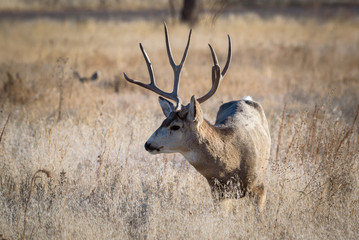 Naklejka na ściany i meble Mule Deer in the Rocky Mountains of Colorado