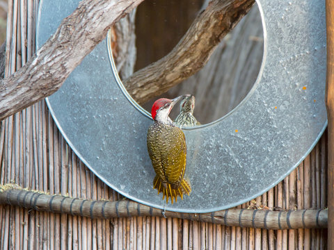 A Golden Tailed Woodpecker Busies Himself With A Mirror Along The Banks Of The Okavango River In Namibia.  His Reflection Can Be Seen In The Mirror.