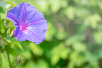 朝顔