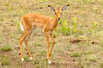 Naklejka na ściany i meble Newborn impala photographed at Hluhluwe/Imfolozi Game Reserve in South Africa.