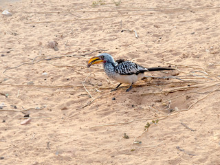 Yellow-billed hornbill photographed in the the Kgalagadi Transfrontier National Park between South Africa, Namibia, and Botswana. © Fred