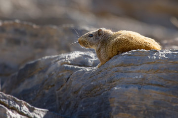Whistling Rat pictured in hostile arid and rocky terrain in the Richtersveld Transfrontier National Park between South Africa and Namibia.