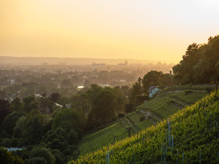 Blick ins Zentrum von Dresden von den Pillnitzer Weinbergen