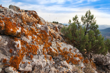 Mountain top, rock with orange moss, blue sky with clouds, lonely tree