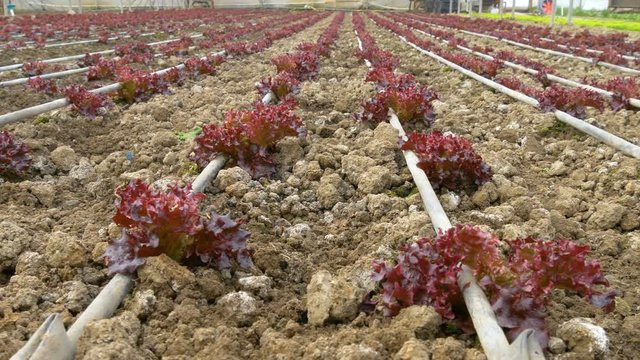 red lettuce growing  inside modern greenhouse