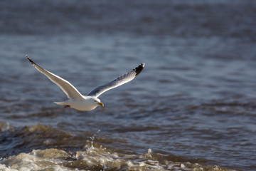 Seagull flying over the sea. Coastal wildlife image with copy space.