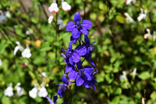 ラークスパー Images Browse 29 Stock Photos Vectors And Video Adobe Stock