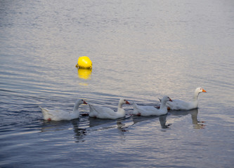 Lago di Bracciano (Lazio)