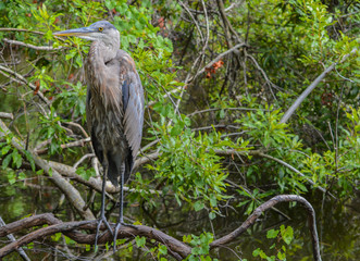 A Great Blue Heron (ardea herodias) resting on a branch at McGough Nature Park in Largo, Florida USA