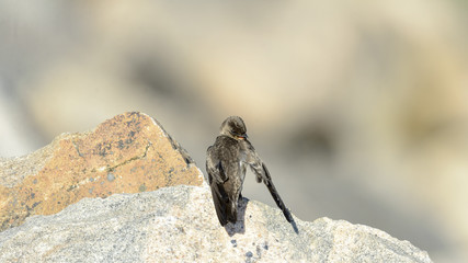 Rough-winged Swallow grooming
