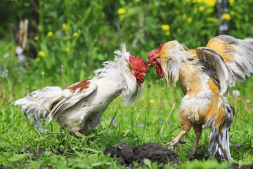 cocky red rooster pecks of white in the head during a fight on the farm