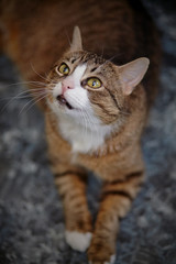 Fototapeta na wymiar Portrait of the striped cat