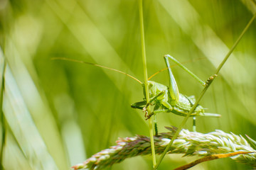 Heuschrecke im Gras