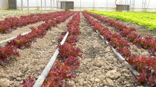 red lettuce growing  inside modern greenhouse