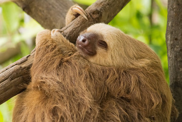Sloth resting on tree