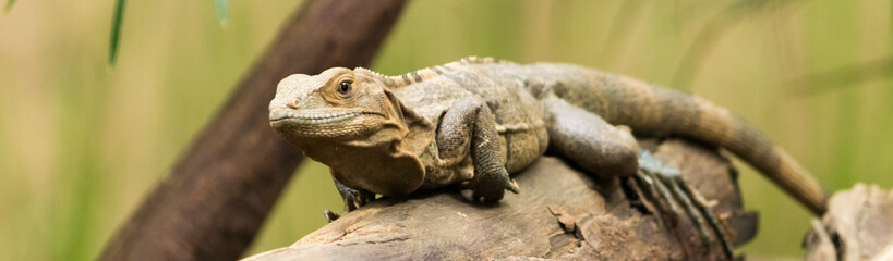 Lizard