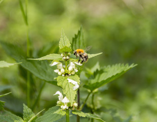 honeybee on dead-nettle flower