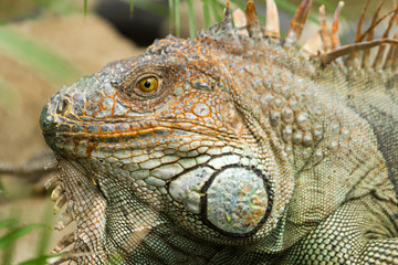 Iguana
