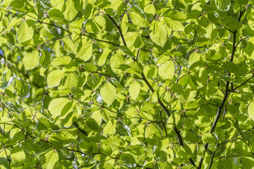 Fototapeta na wymiar sunny illuminated green foliage