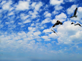 clouds on blue sky with seagull