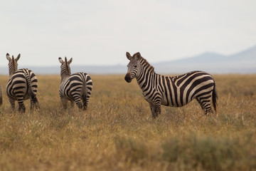 Naklejka premium Zebra Herd