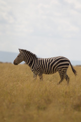 Single Zebra