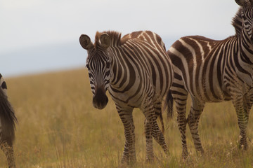 Naklejka premium Zebra