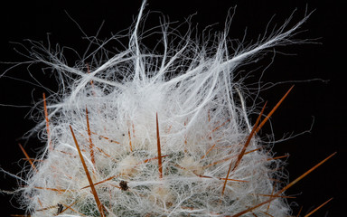Hairy Cactus