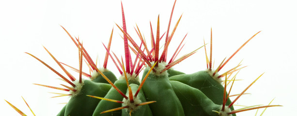 Cactus Macro