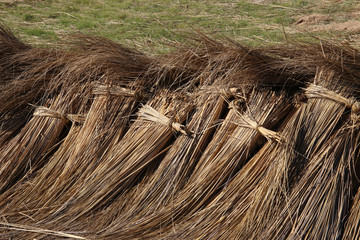 Bundles harvested reed are drying