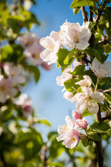 Blossoming cherry tree