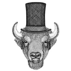 Buffalo, bison,ox, bull wearing cylinder top hat