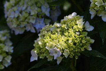 hydrangea