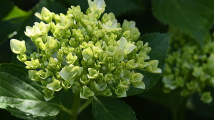 hydrangea