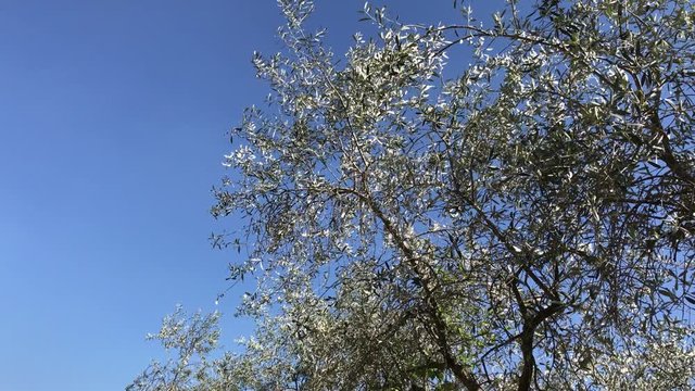Olive's tree, Cilento, 4K