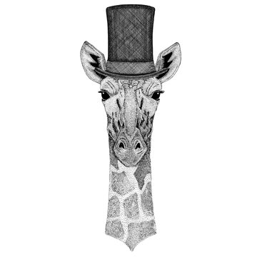 Camelopard, giraffe wearing cylinder top hat