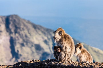 Monkey family with cubs in safari natural environment on the summit of volcano Africa