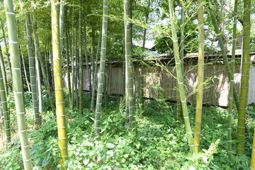 bamboo