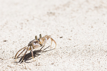Crab on beach with white sand and blue sea contrast background