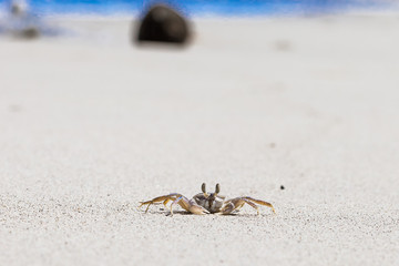 Crab on beach with white sand and blue sea contrast background
