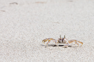 Crab on beach with white sand and blue sea contrast background