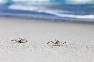 Crab on beach with white sand and blue sea contrast background
