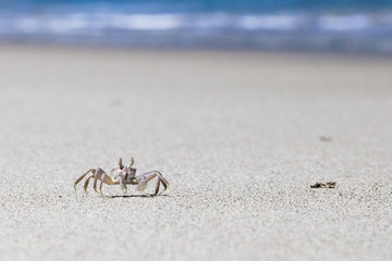 Crab on beach with white sand and blue sea contrast background
