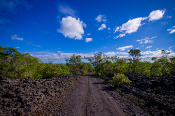 Fototapeta na wymiar Rocky road inside of the Rangitoto island in Auckland, in a sunny day with a beautiful blue sky