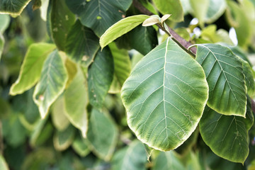 Fototapeta na wymiar Green teak leaf