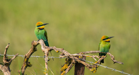 Rainbow Bee-eater (Merops Ornatus)