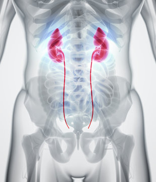 3D illustration of Urinary System, medical concept.