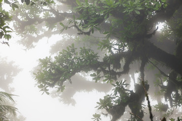 Deep in lush foggy rainforest