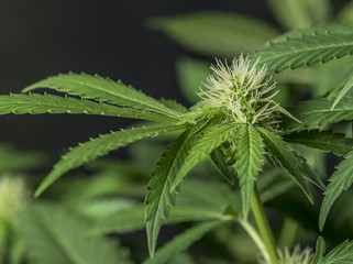 Marijuana young bloom with black background