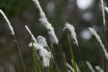 Cattails blowing in the wind
